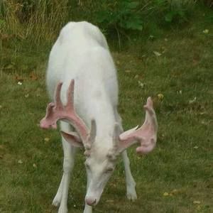 Meet your Posher, Thomas